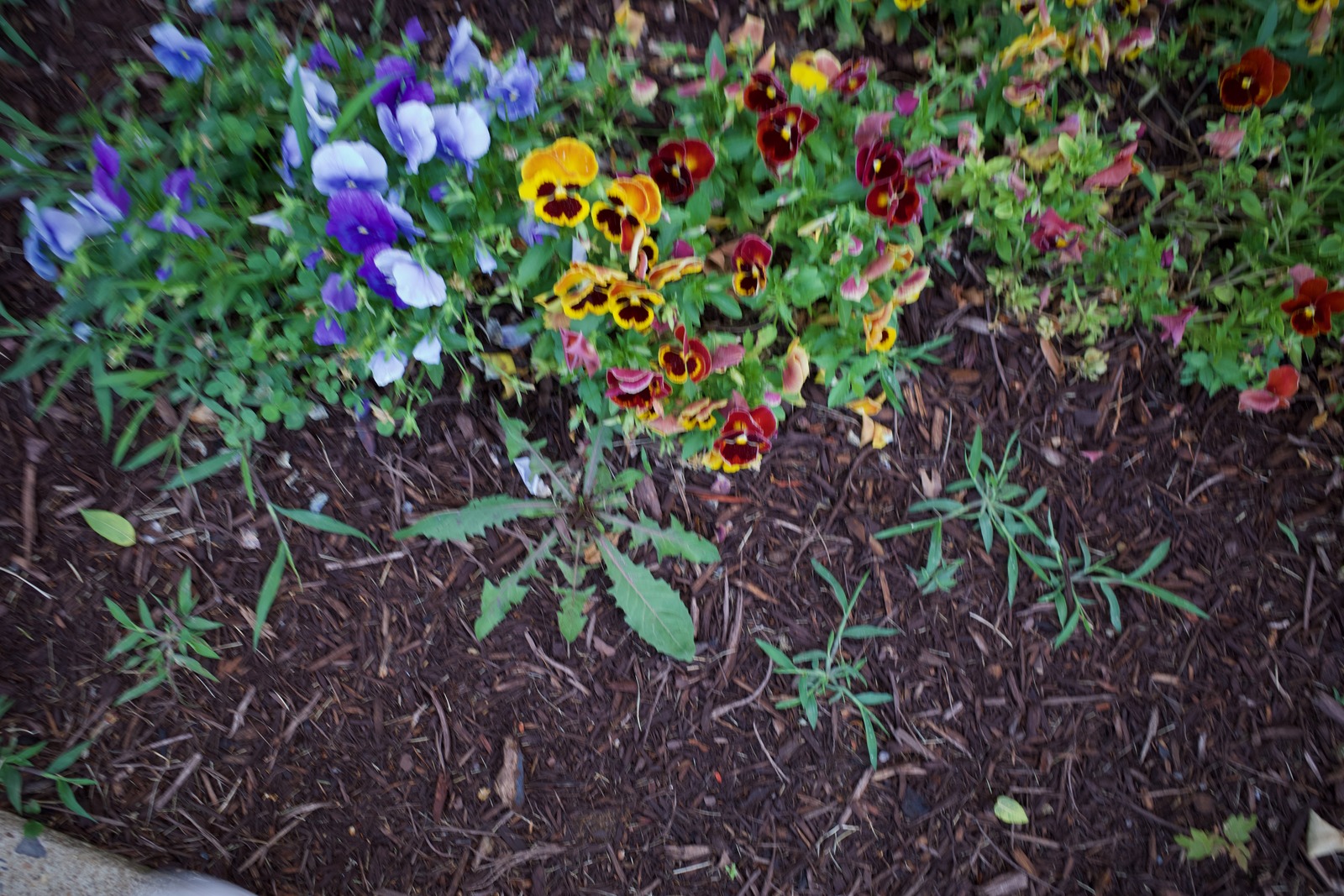 Vibrant Floral Contrast