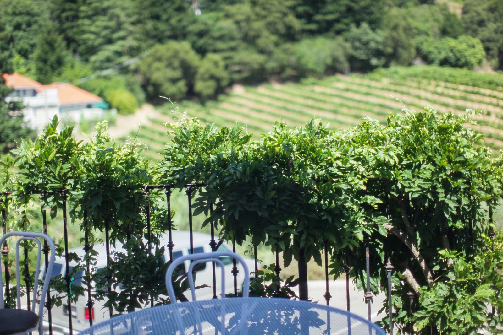 Serene Vineyard Overlook