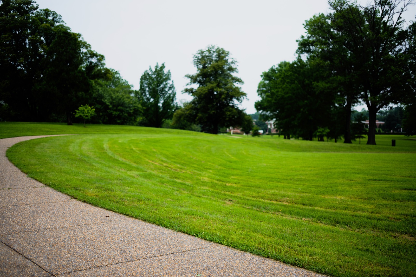 Tranquil Pathway in Nature
