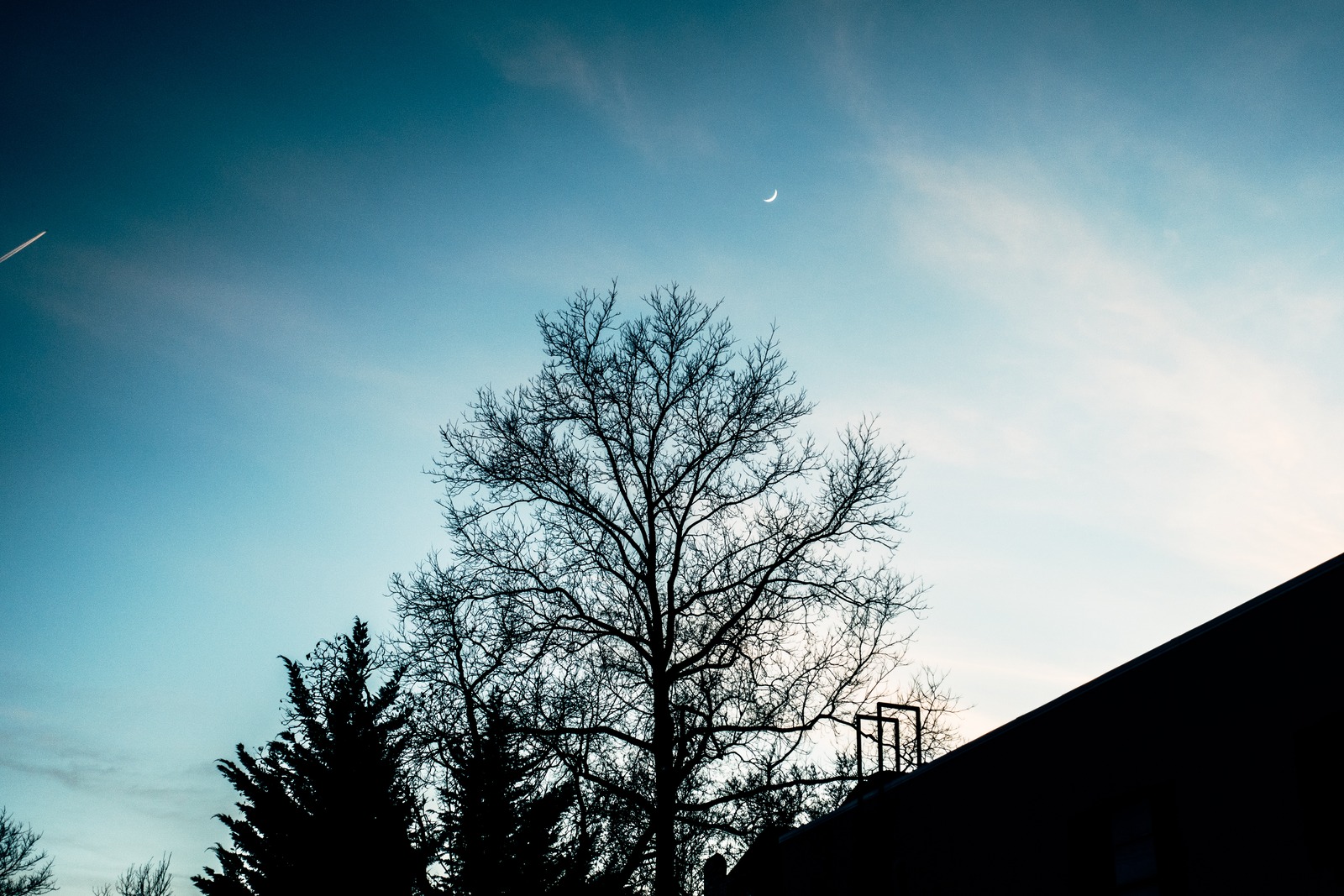 Twilight Silhouettes