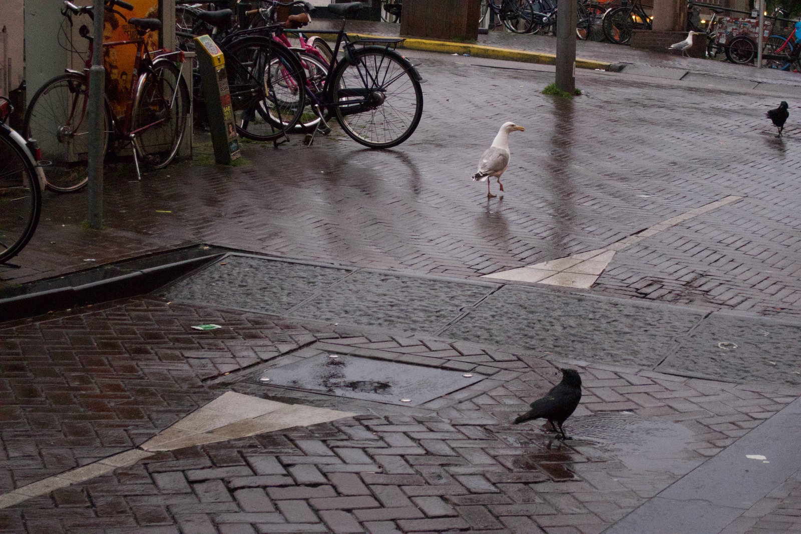 Urban Wildlife Encounter