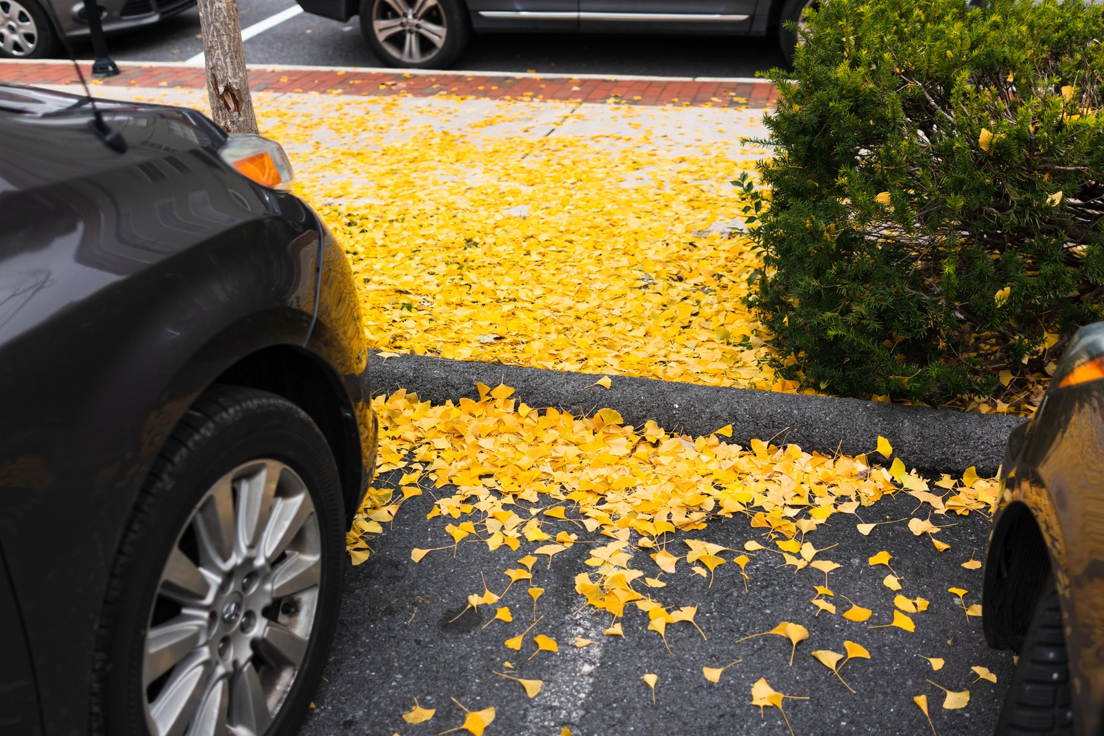 Autumn's Golden Carpet
