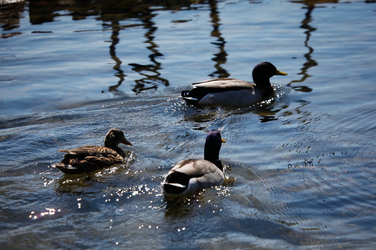 Trio of Ducks in Tranquil Waters