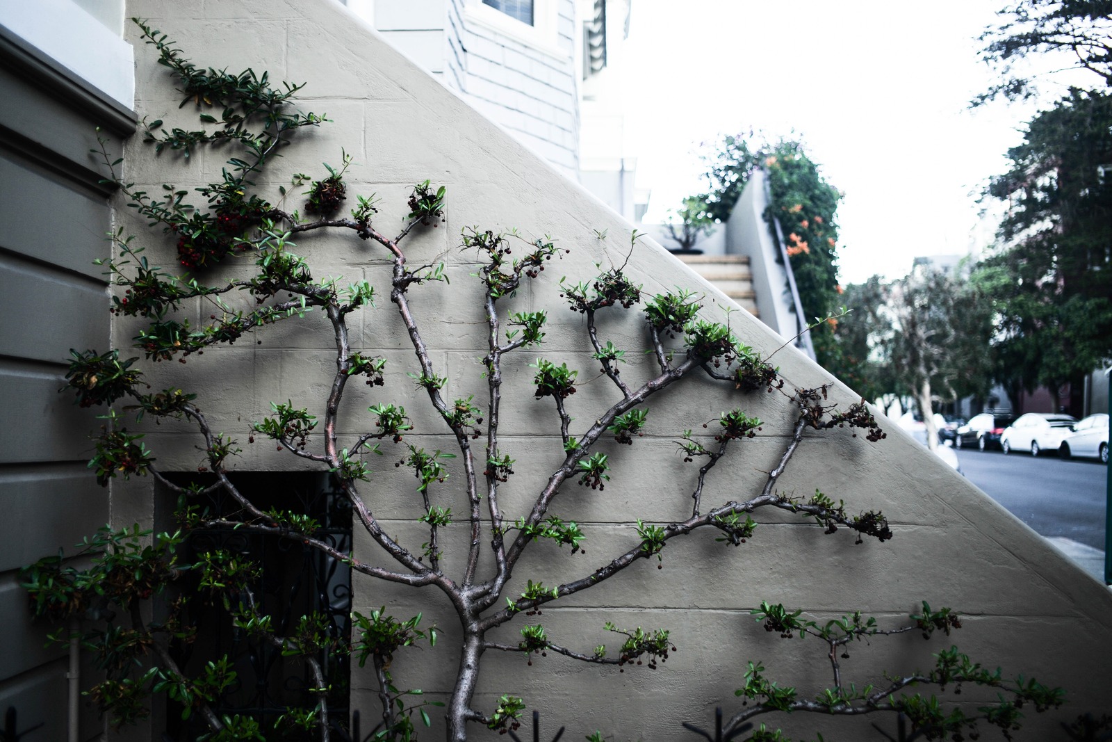 Nature's Urban Resilience