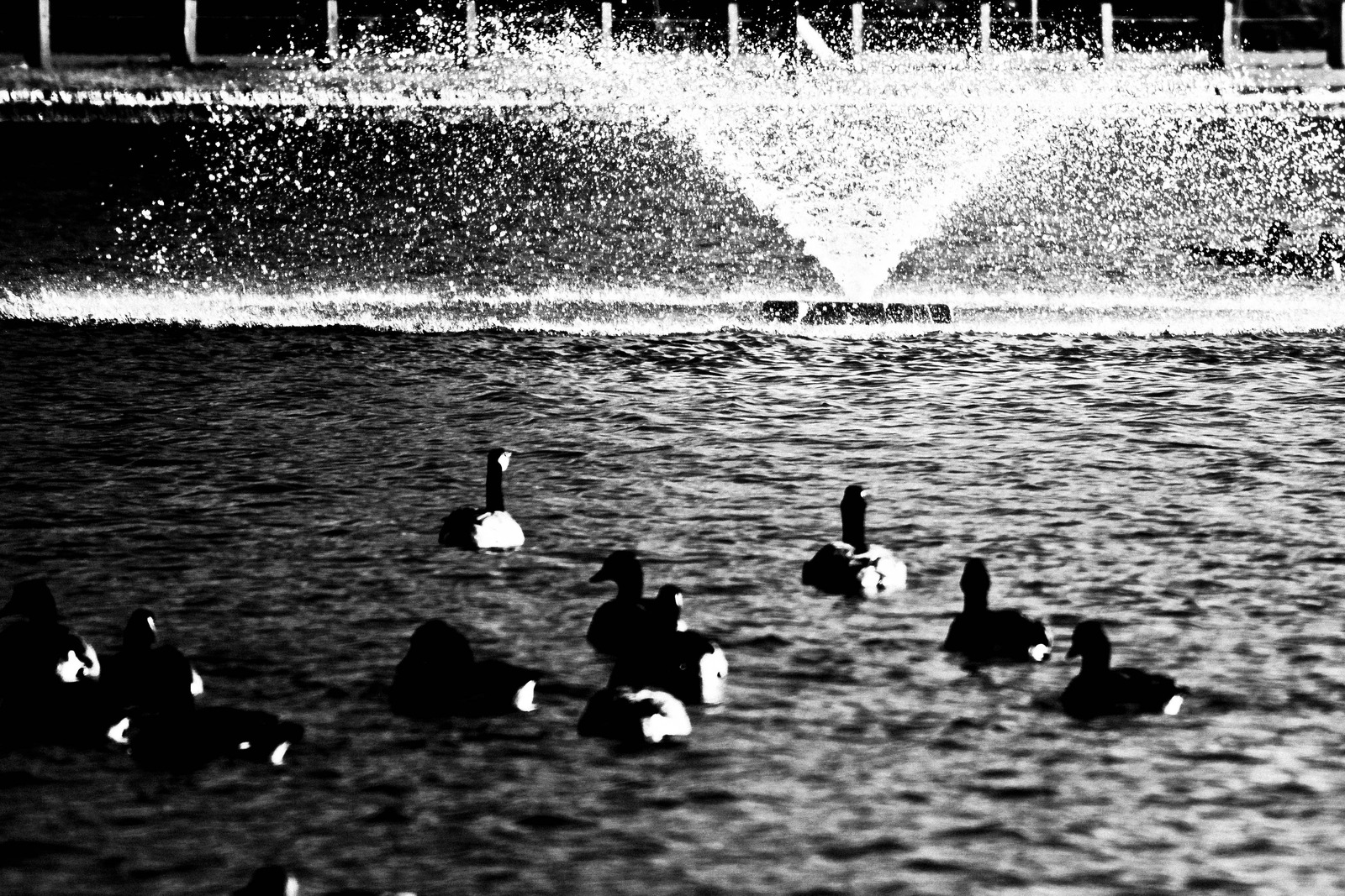 Serenity in Black and White