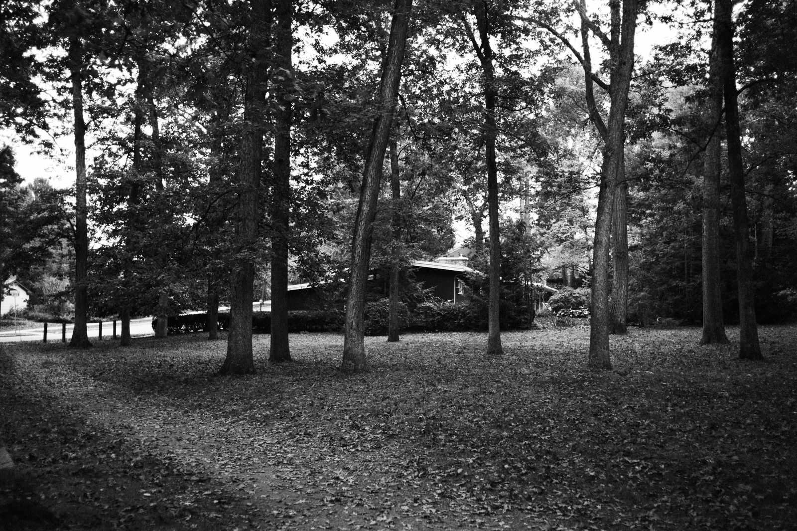 Silent Among the Trees