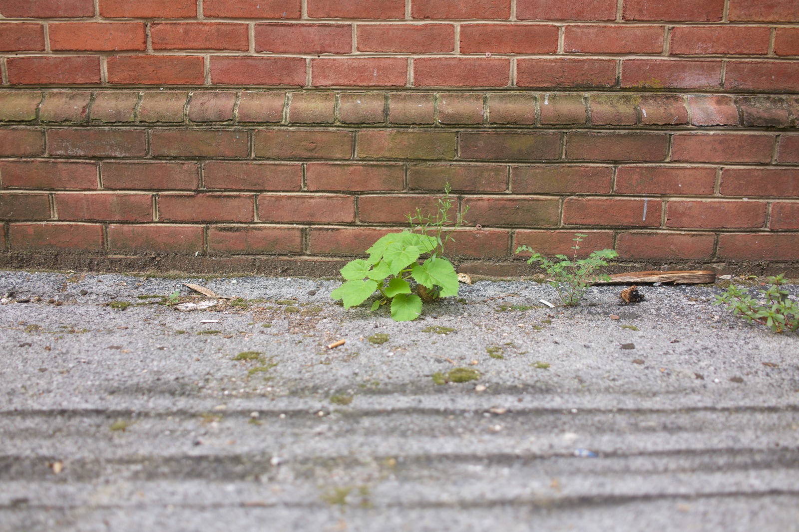 Resilience Amidst Urban Grit