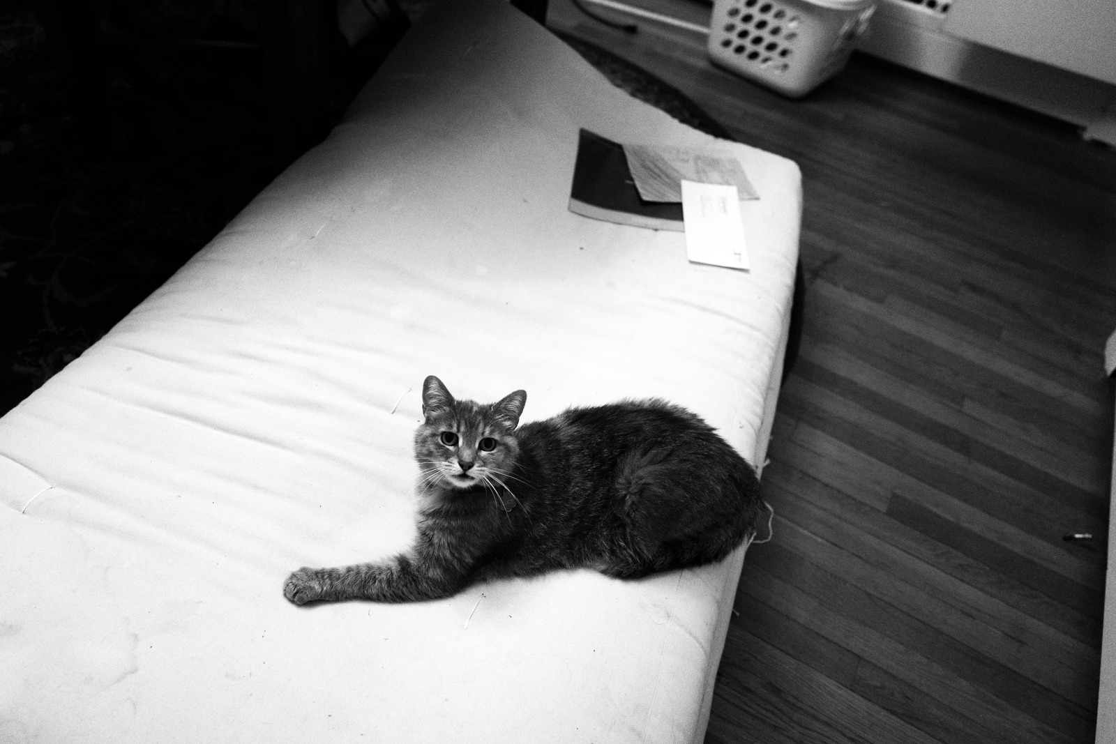 Quiet Moment with a Cat