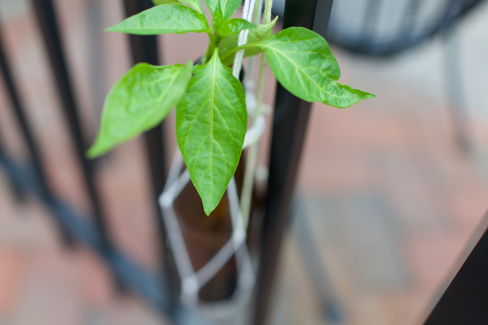 Green Growth in Urban Space