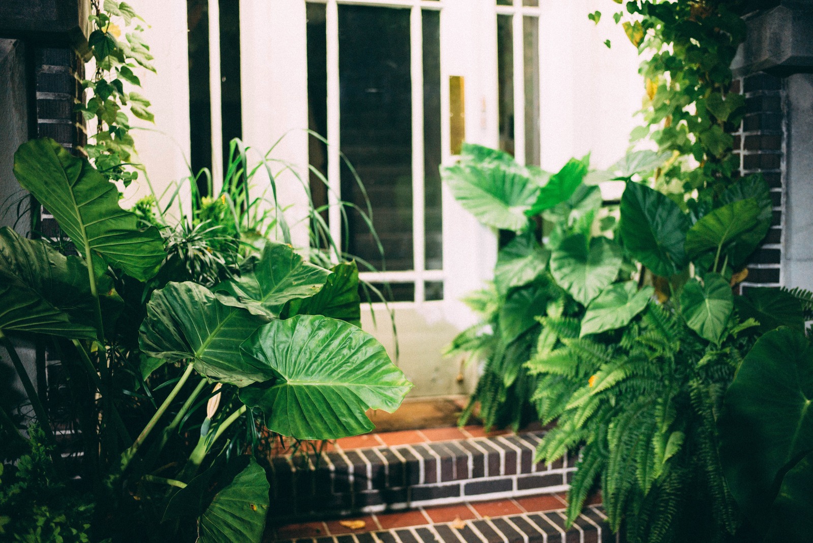 Lush Entryway at Night