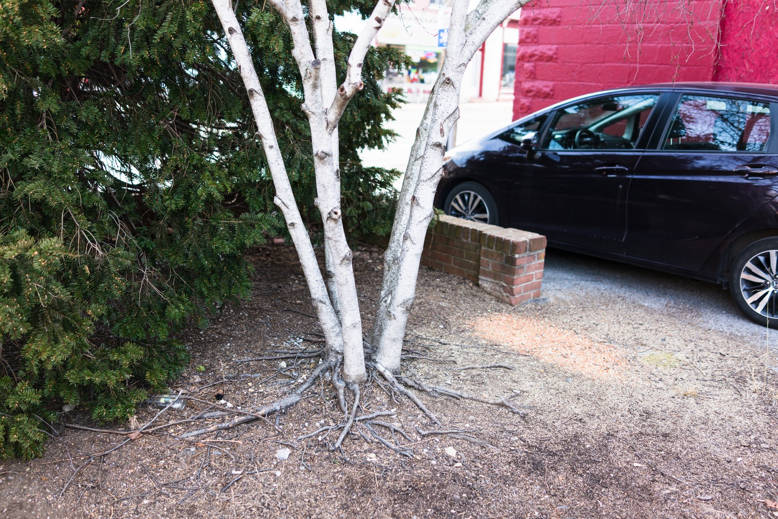 Urban Nature's Embrace