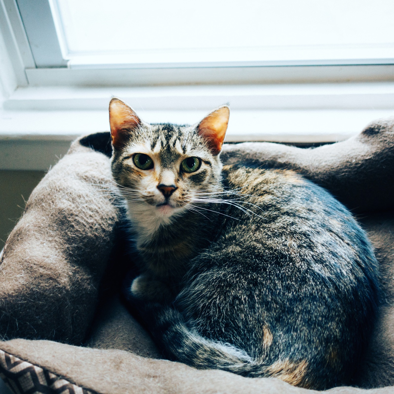 Serene Feline Presence