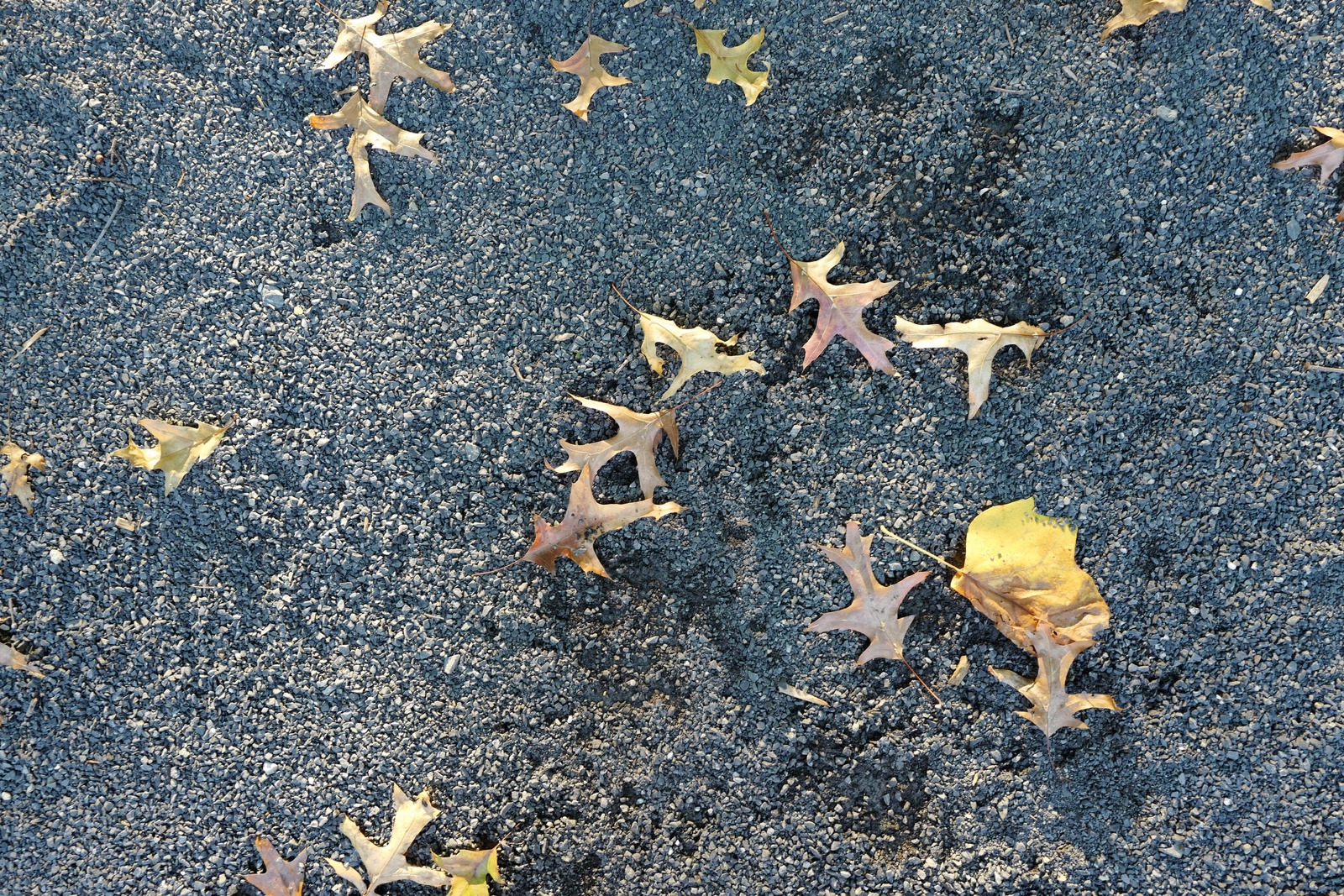 Autumn's Subtle Embrace