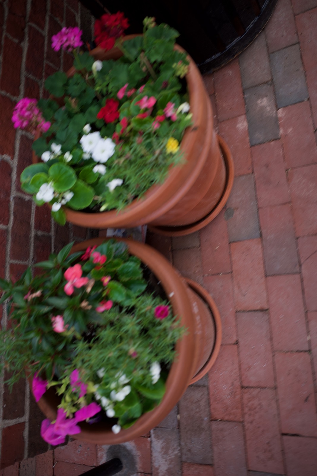 Vibrant Blossoms in Pots