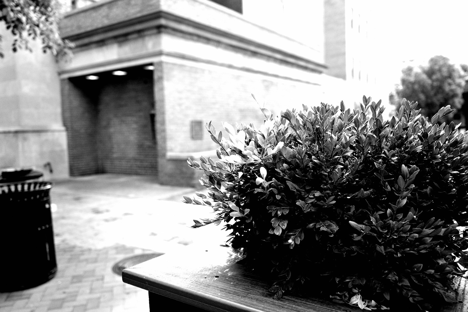 Urban Greenery in Monochrome