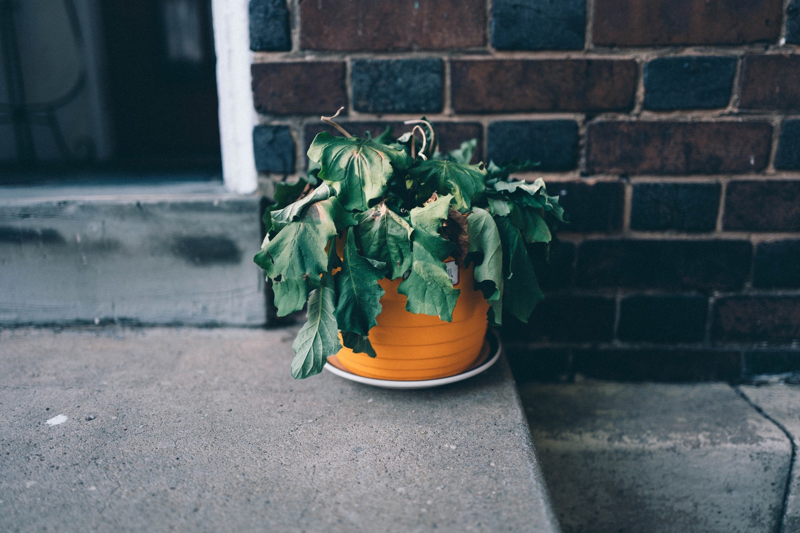 Faded Beauty in Bright Yellow