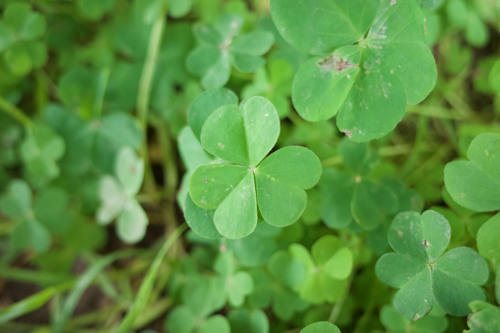 Lush Green Fields of Luck