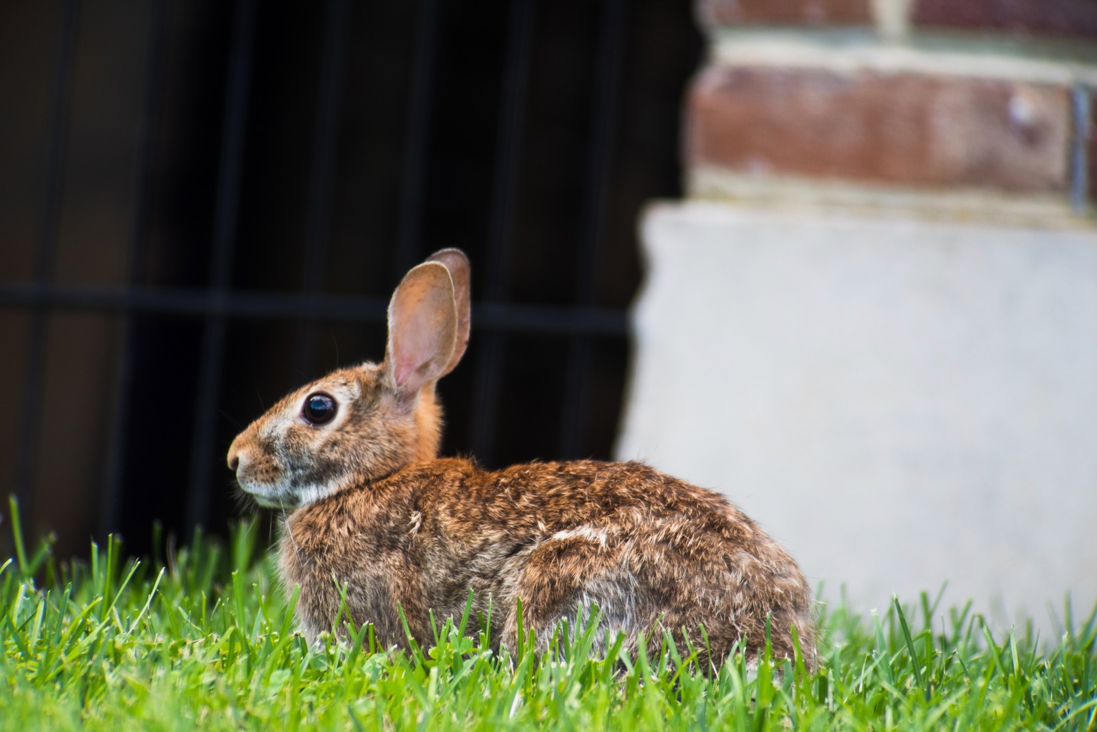 Quiet Morning with a Rabbit