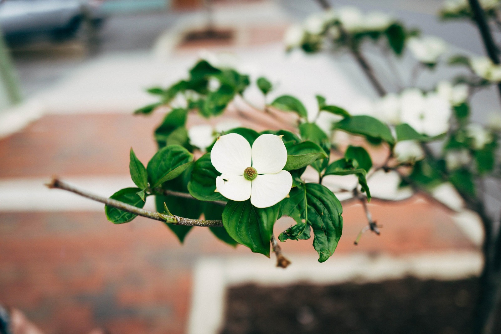 Delicate Bloom in Focus