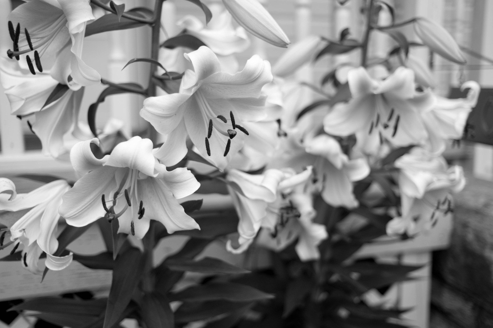 Whispers of Elegance