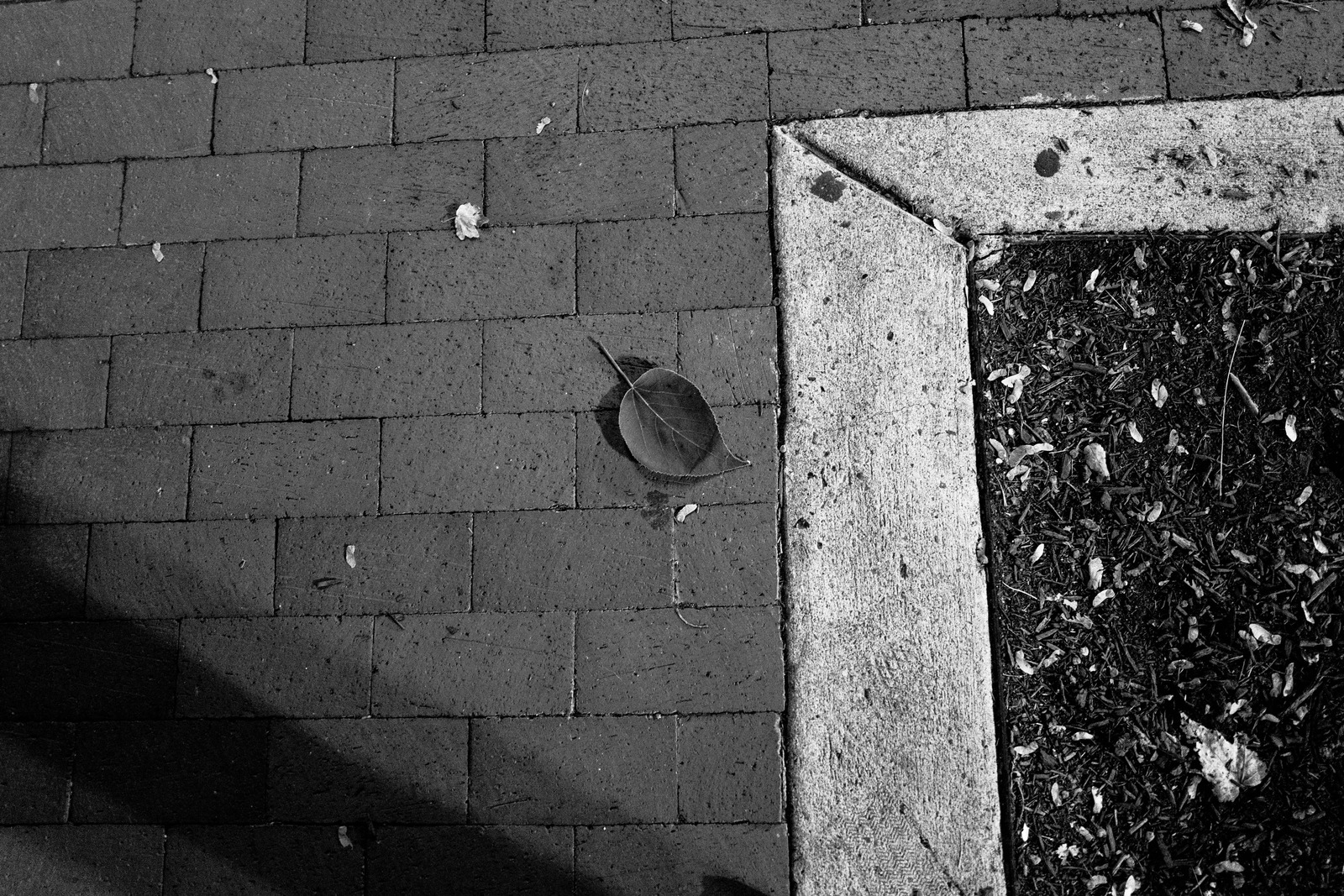 Solitary Leaf on Pavers