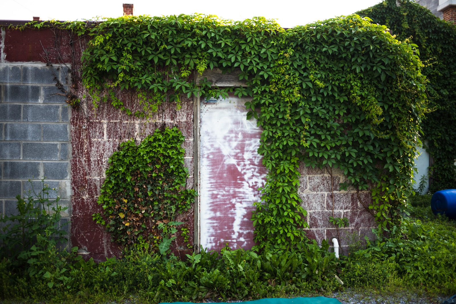 Nature's Embrace on Weathered Walls