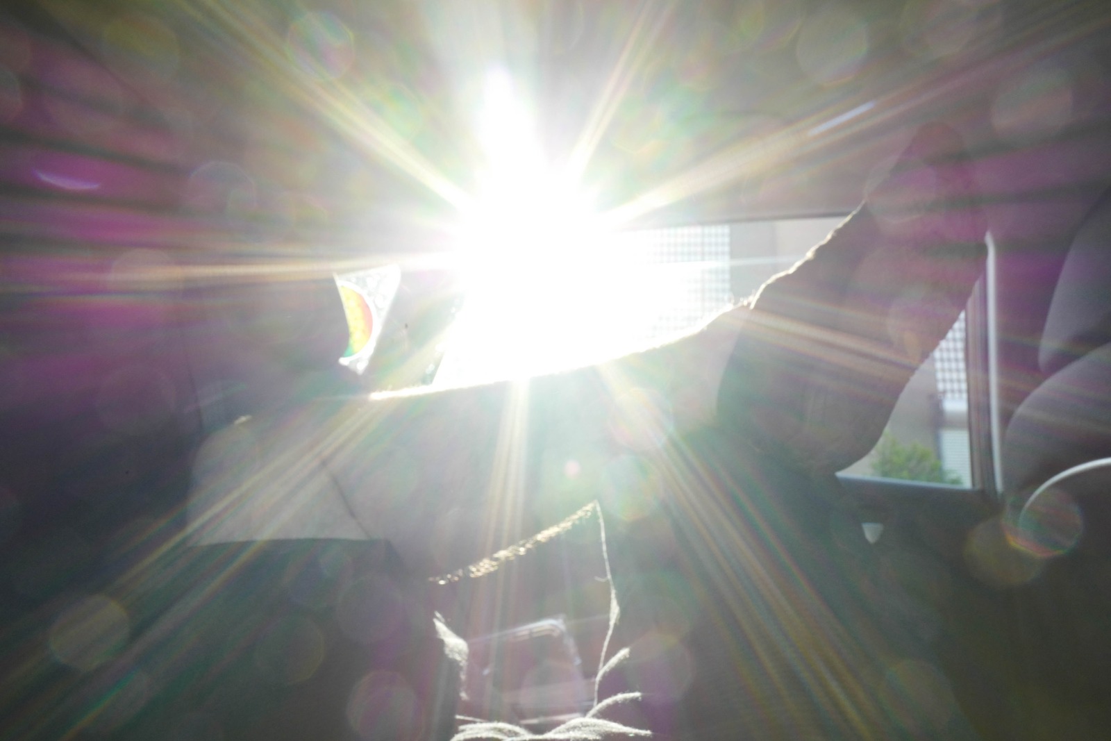 Sunlit Serenity in Motion