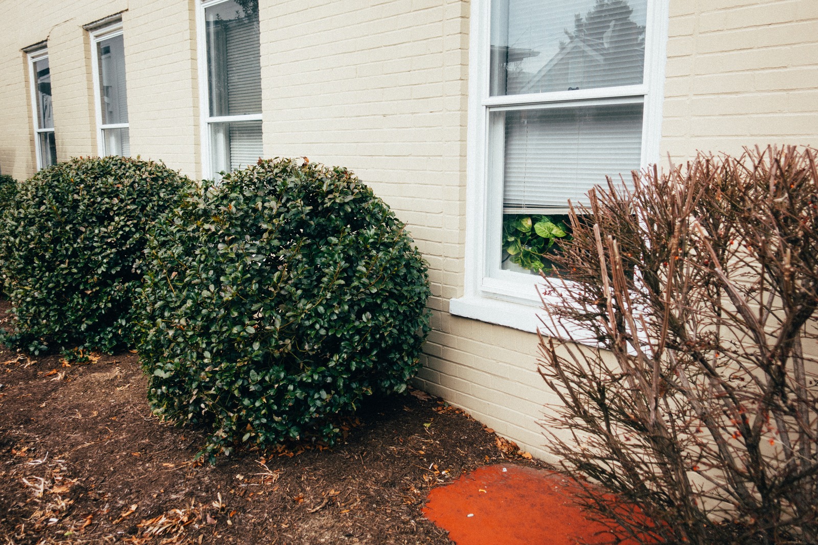 Verdant Curves by the Window