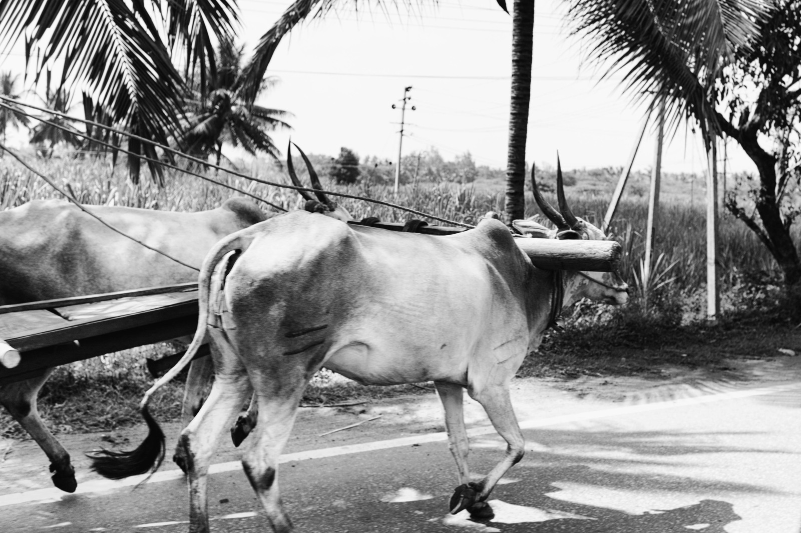 Rural Journey in Monochrome
