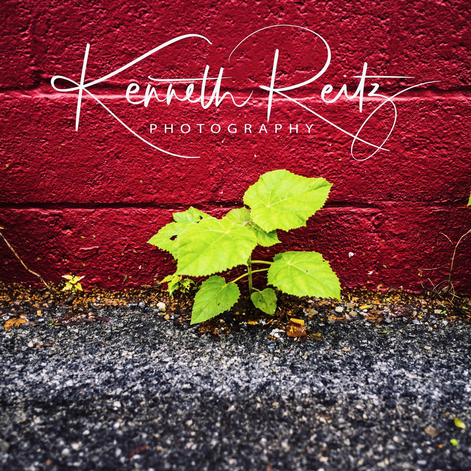 Resilience Against Red Walls