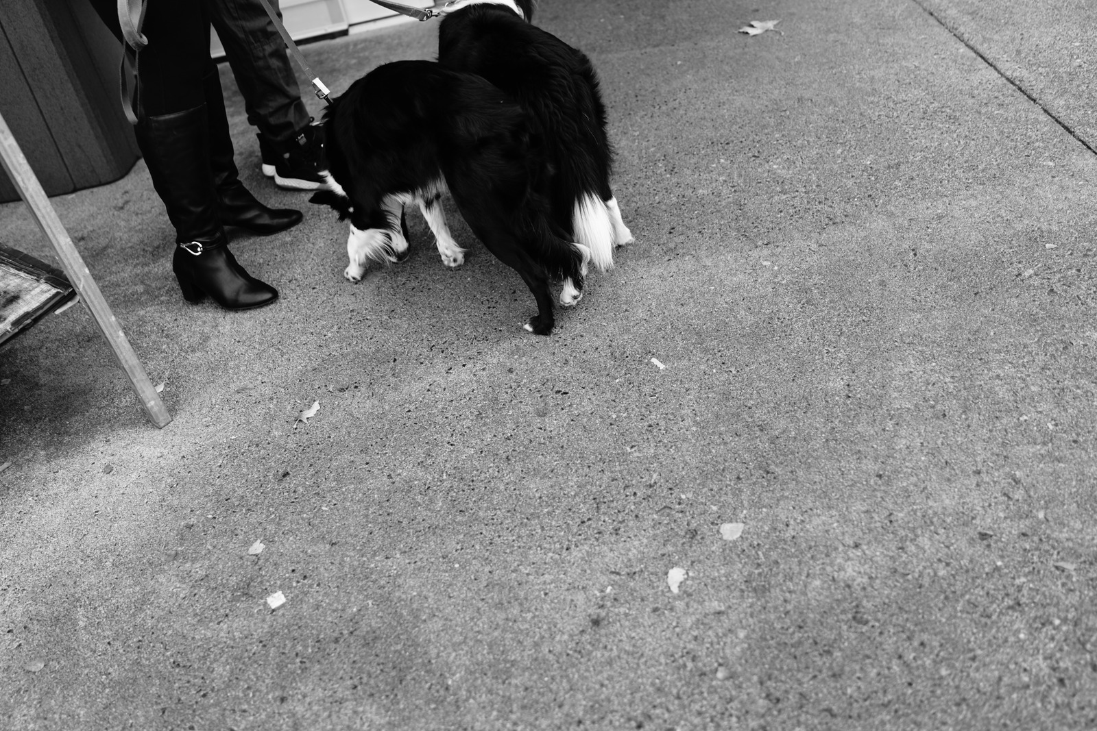 Urban Companion Moments