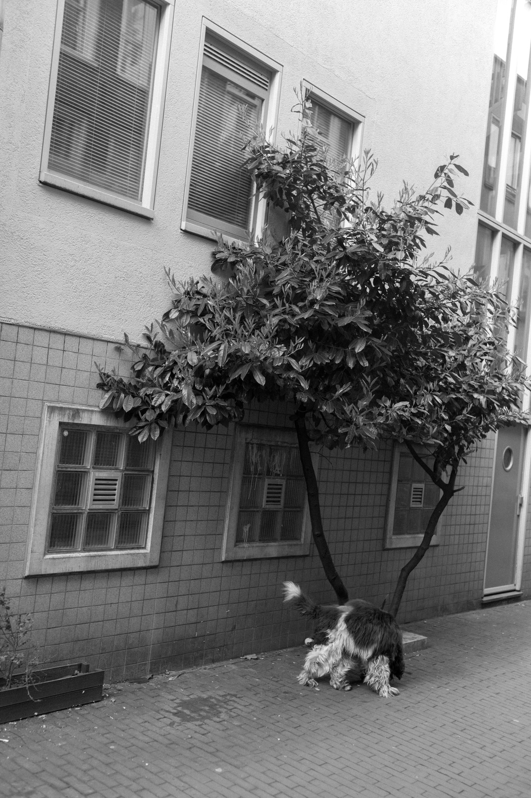 Urban Paws and Shadows