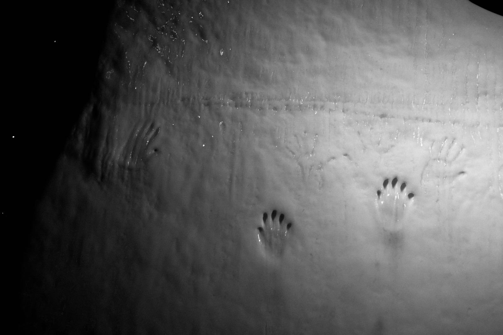 Whispers in the Snow