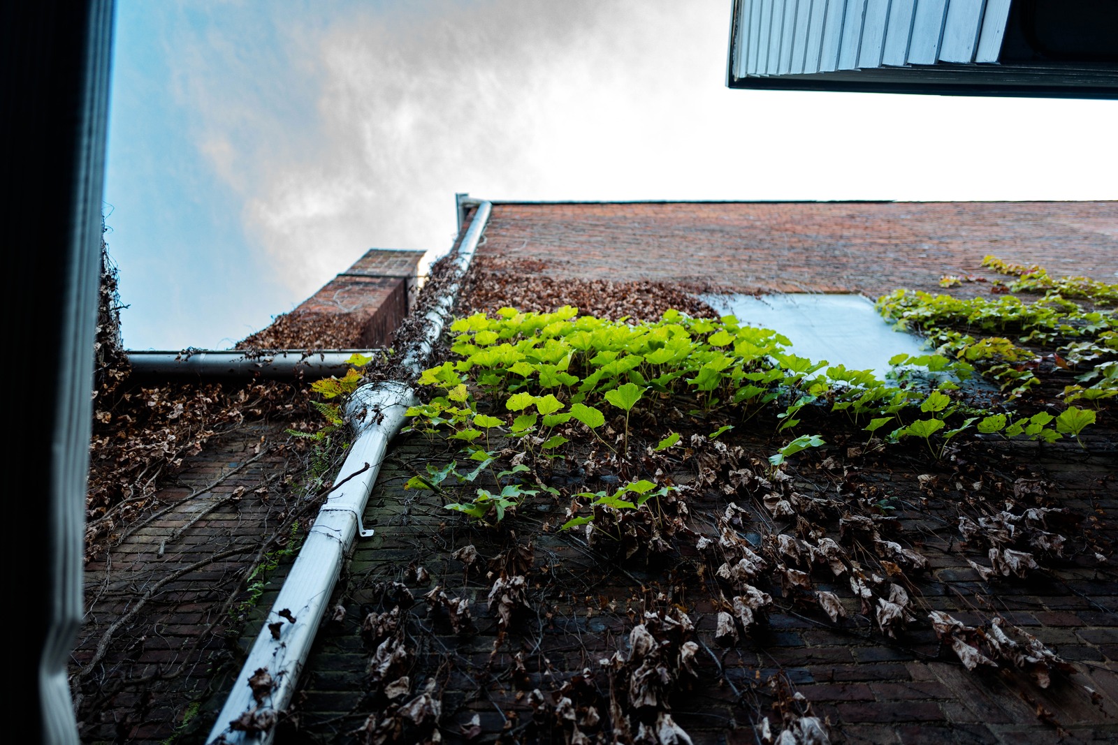 Urban Life vs. Nature