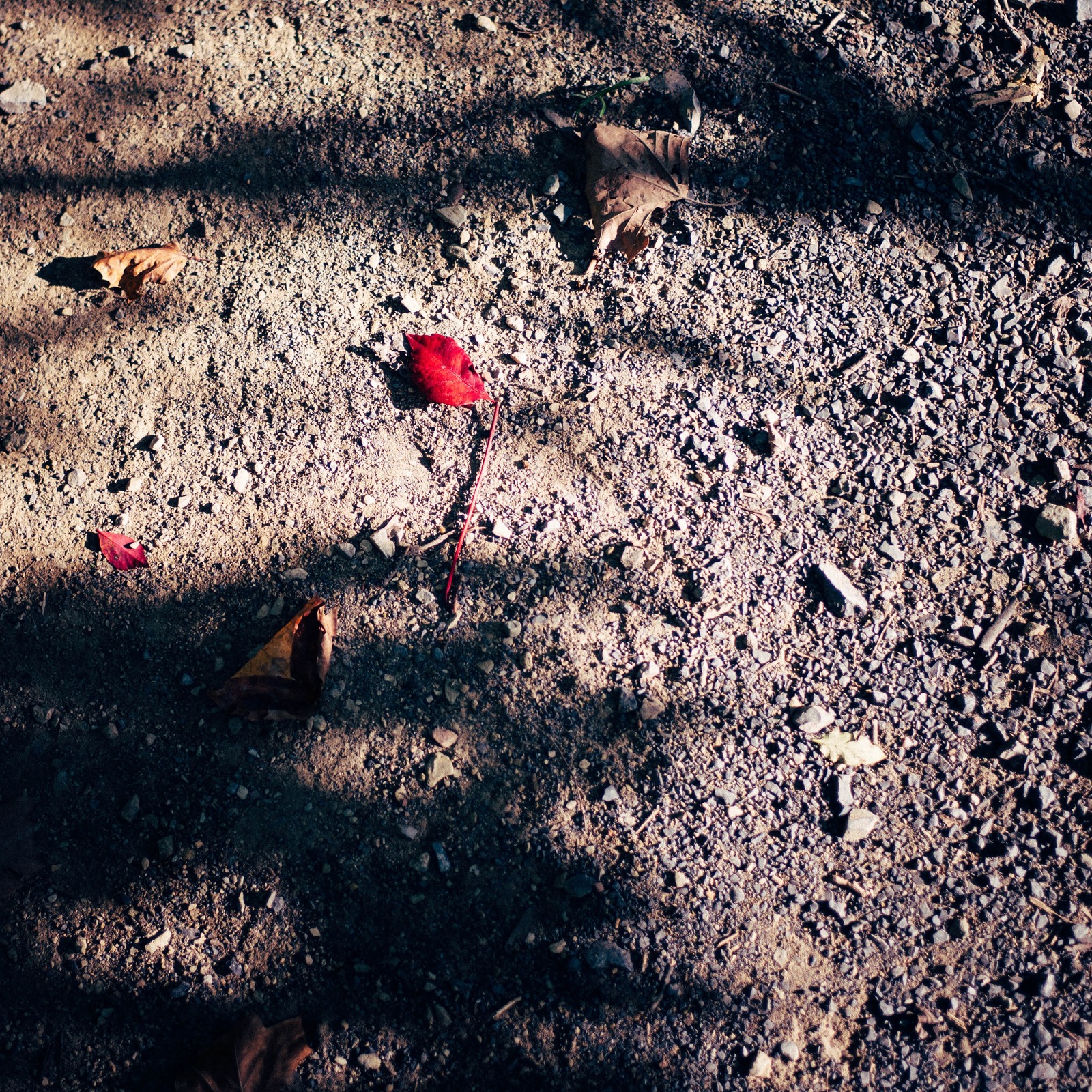 Fleeting Nature's Palette