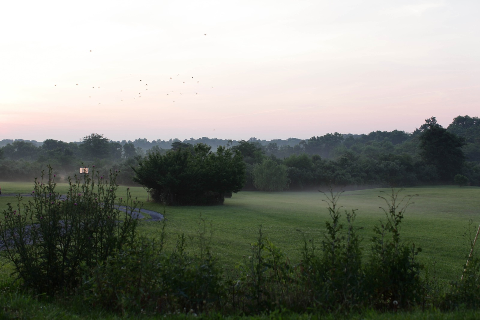 Morning Mist Over the Meadow