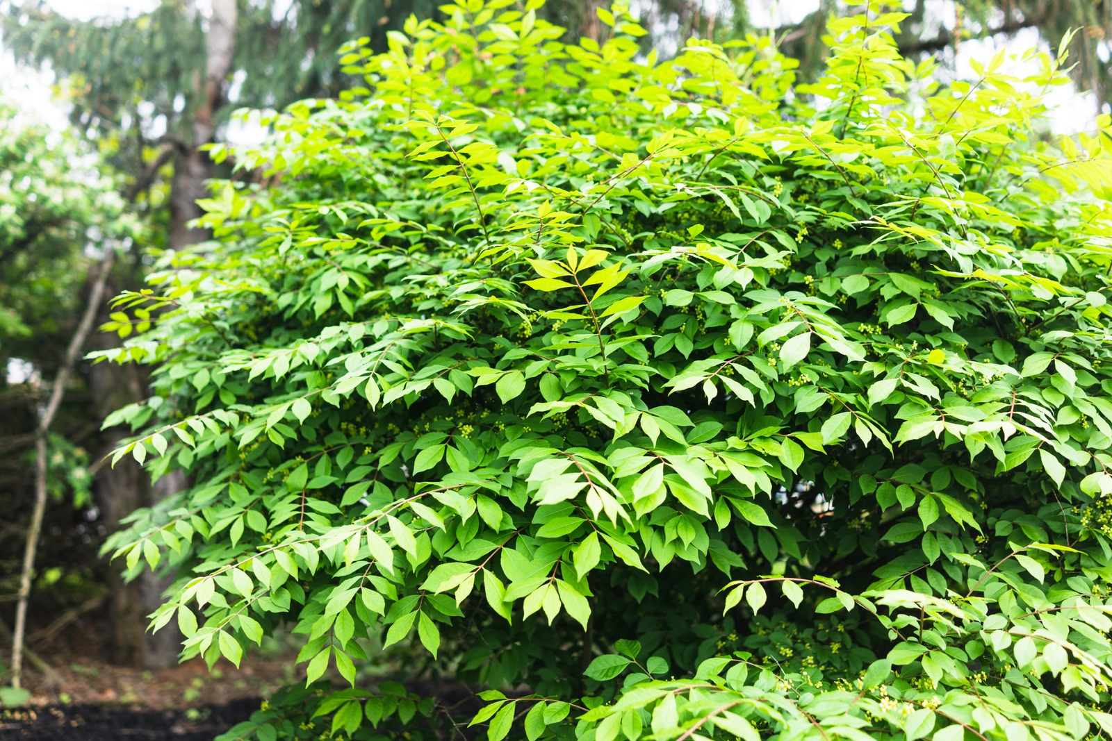 Lush Greenery in Soft Light