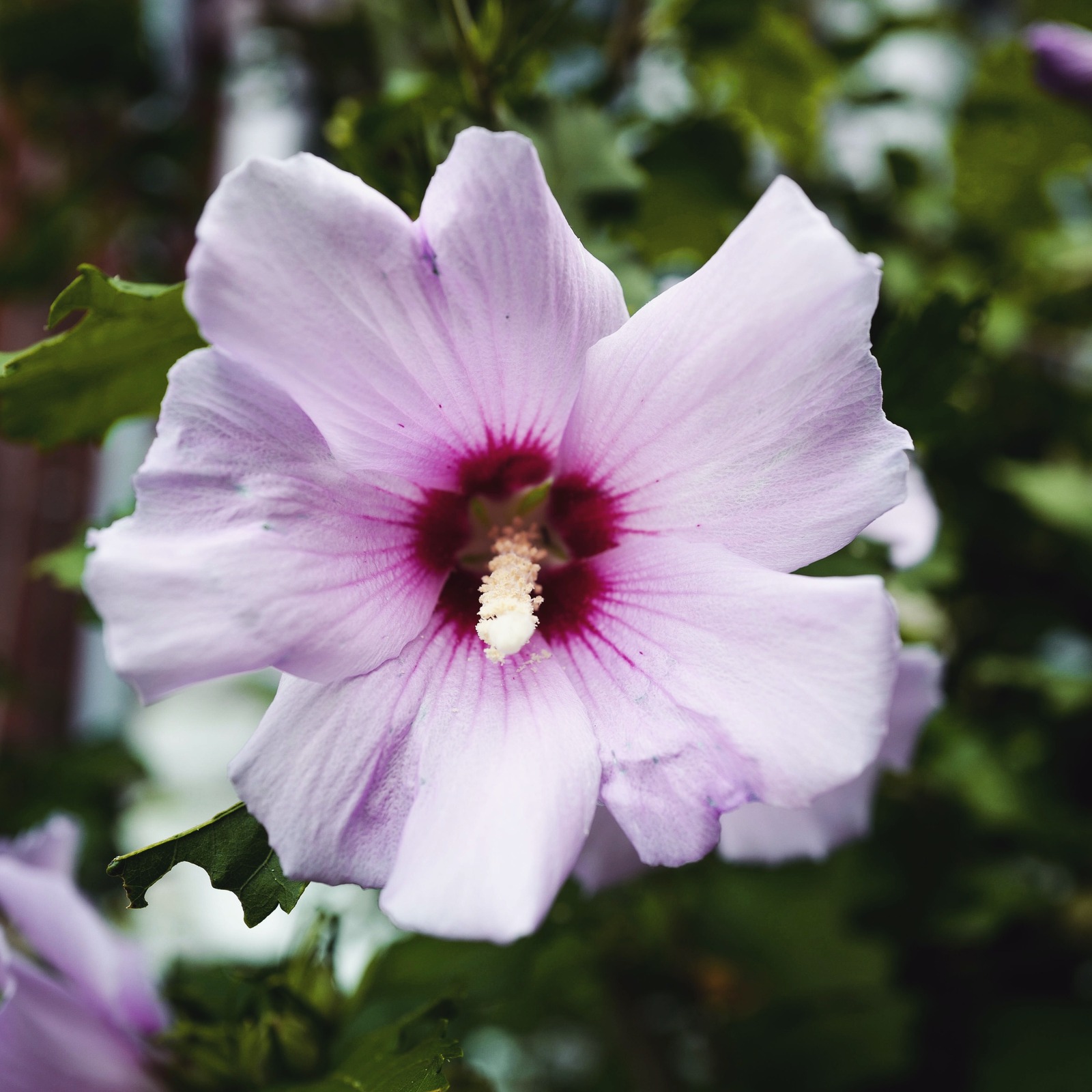 Delicate Blossom in Nature
