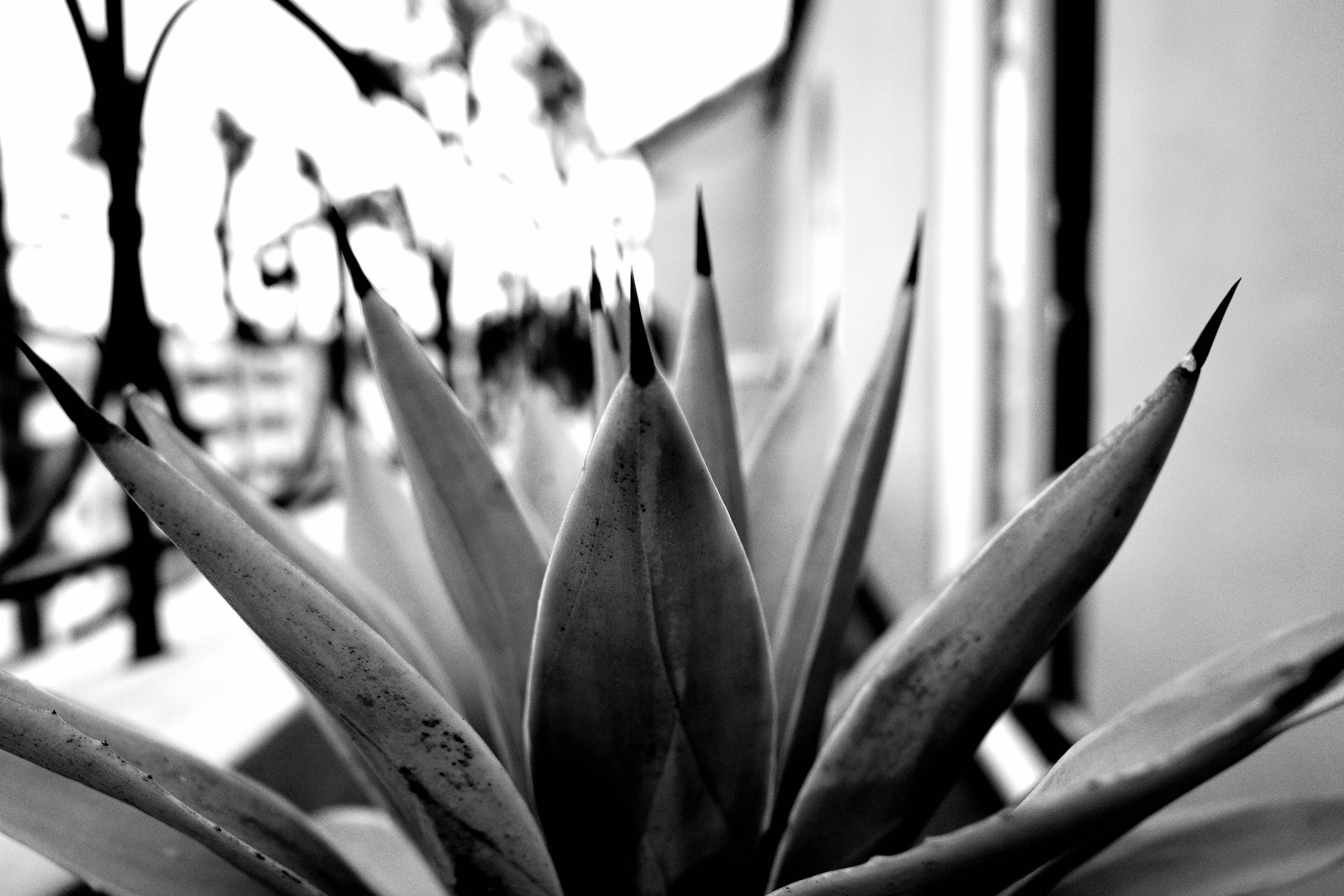 Monochrome Agave Elegance