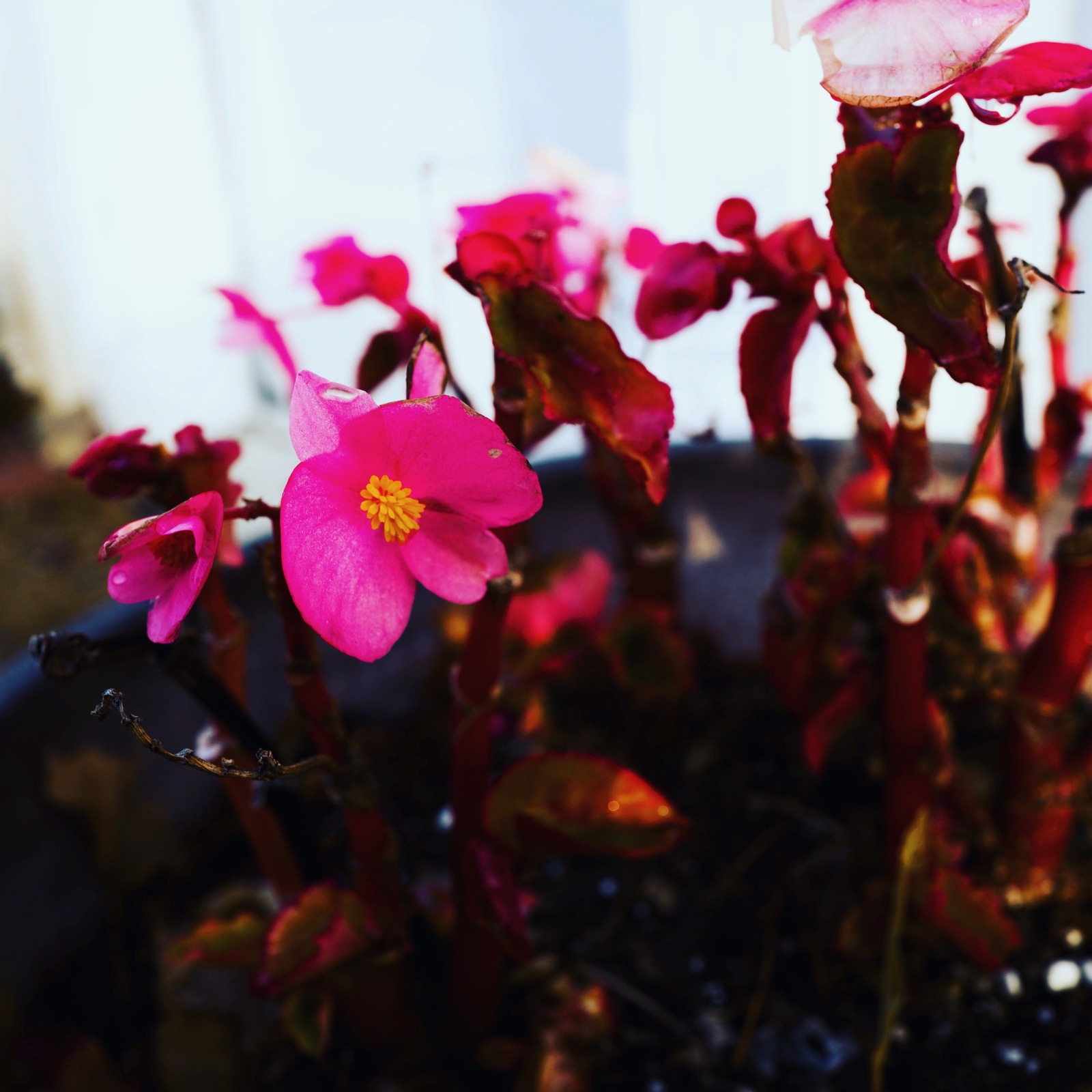 Blossoming Resilience