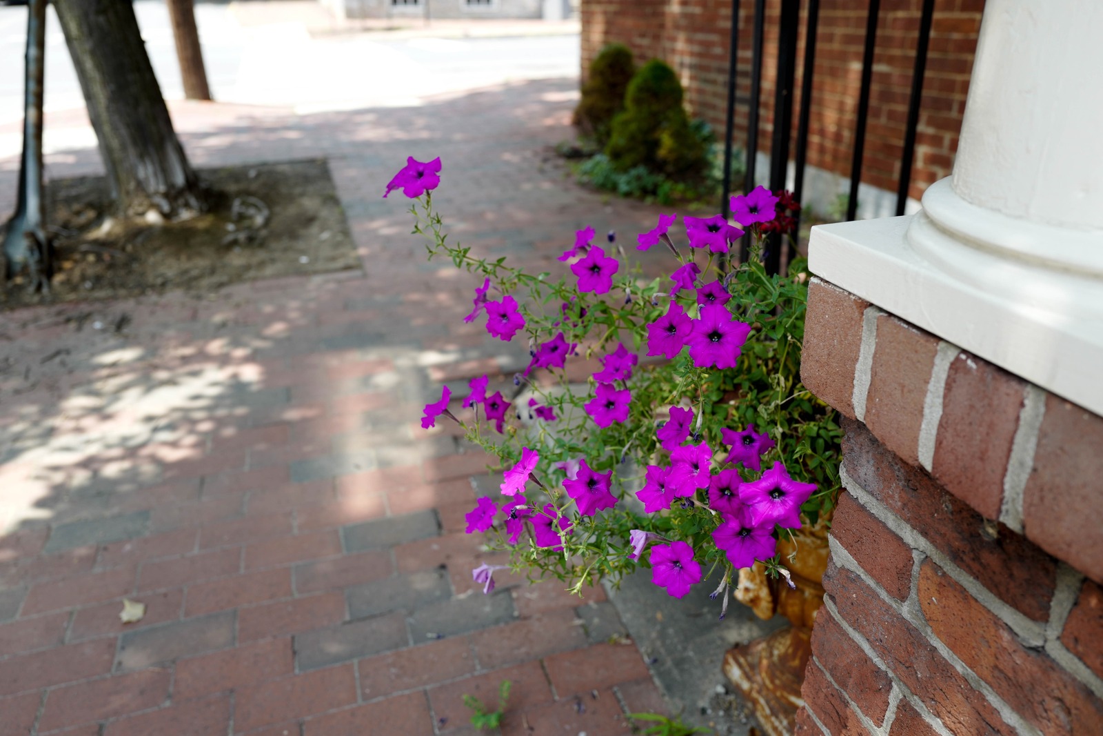 Vibrant Blooms at the Corner