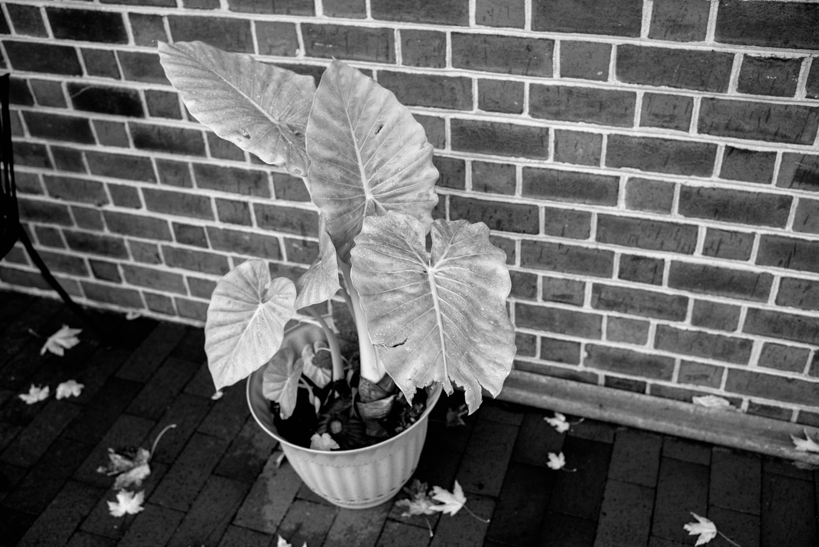 Solitude of Greenery