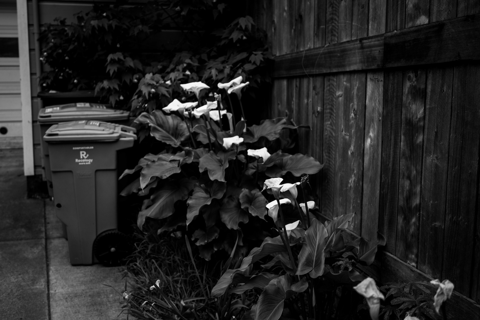 Fleeting Beauty in Shadows