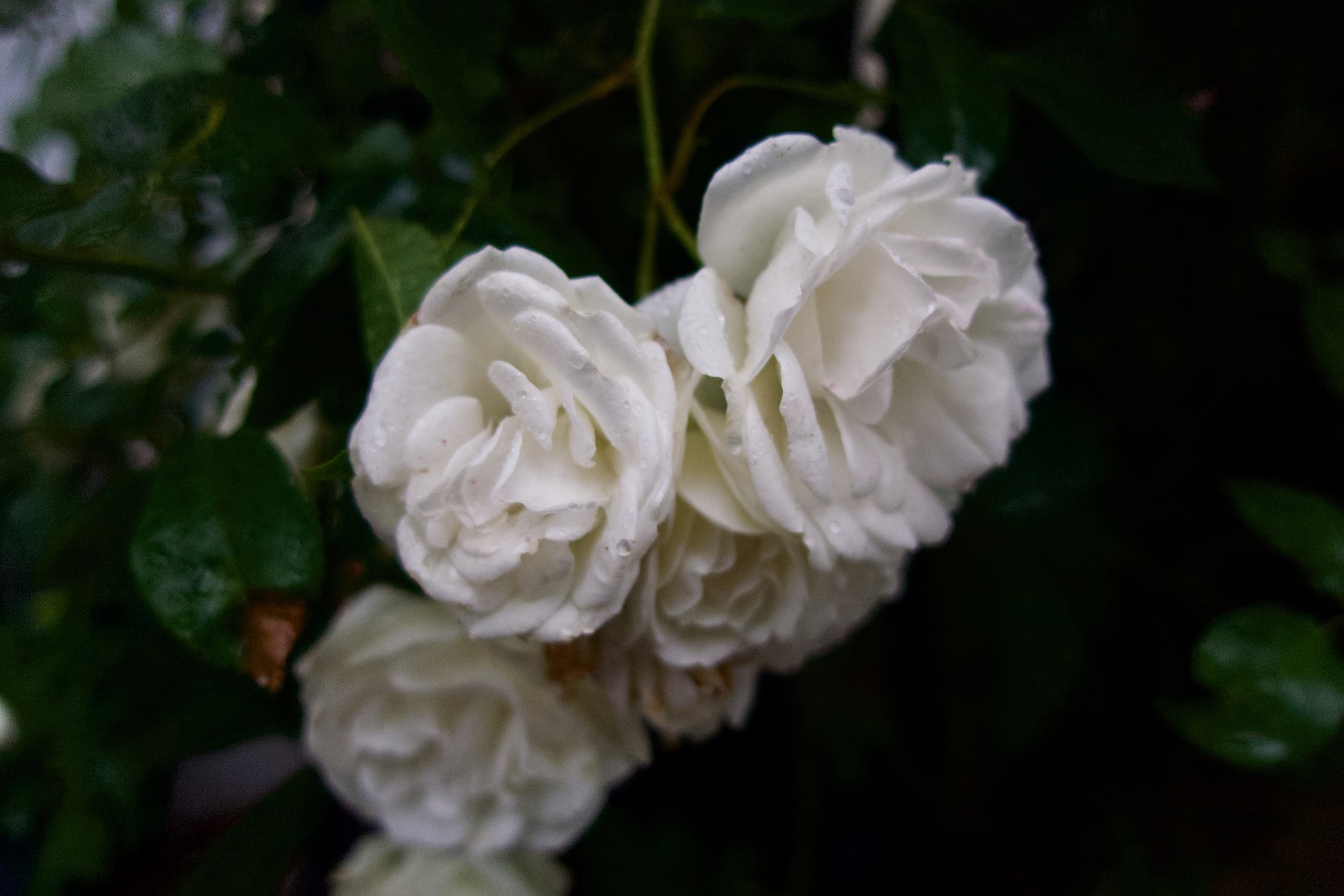 Delicate White Blooms