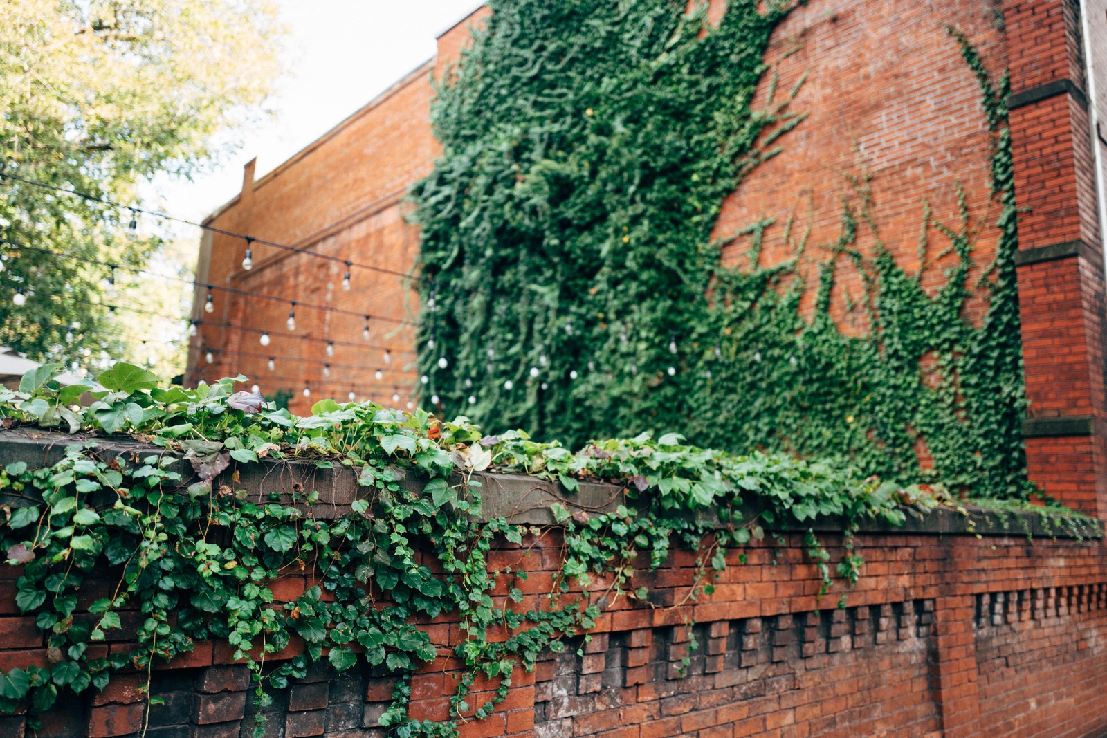 Nature’s Embrace on Brick