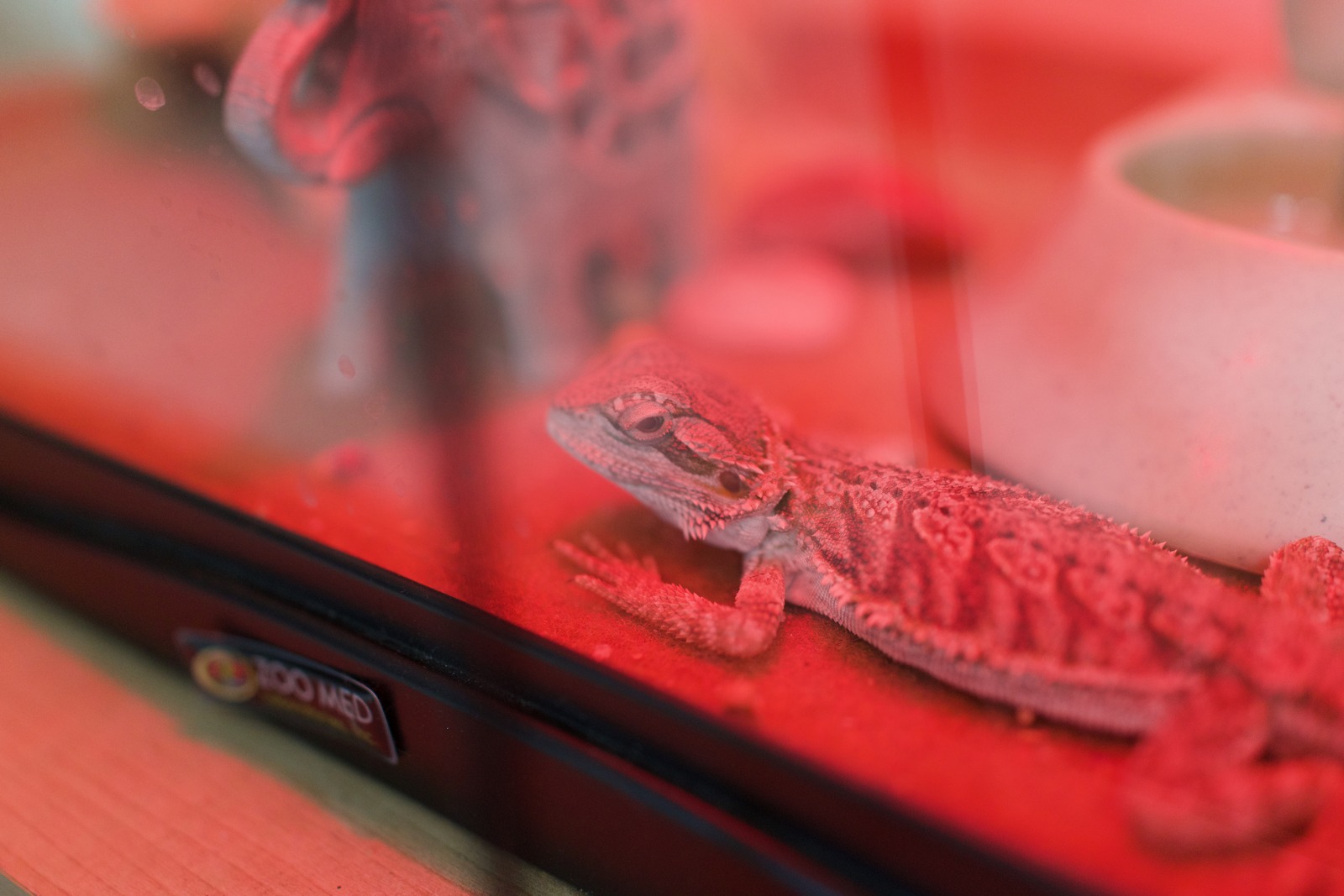 Lizard in Ambient Glow