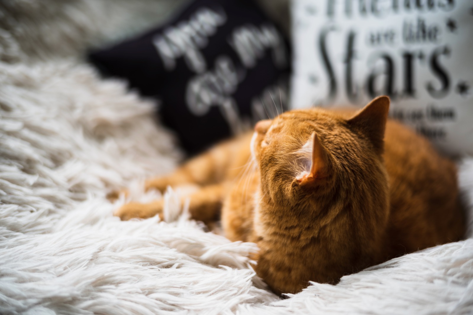 Serene Feline Retreat