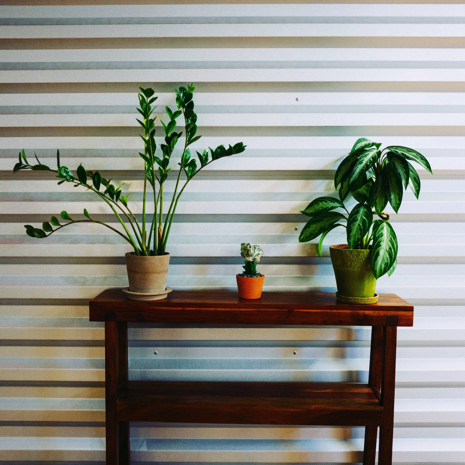 Tranquil Plant Display