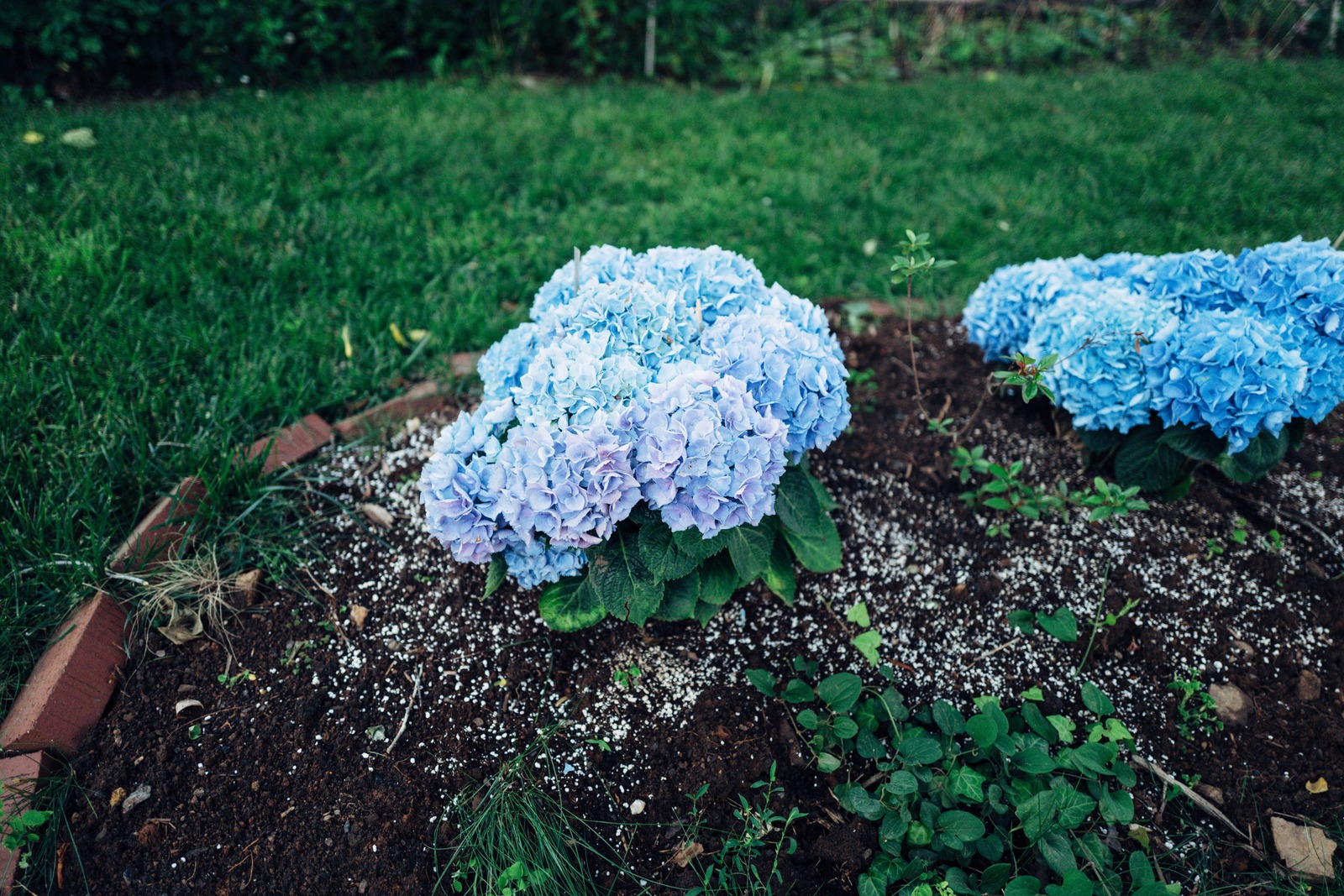 Blooming Hydrangea Serenity