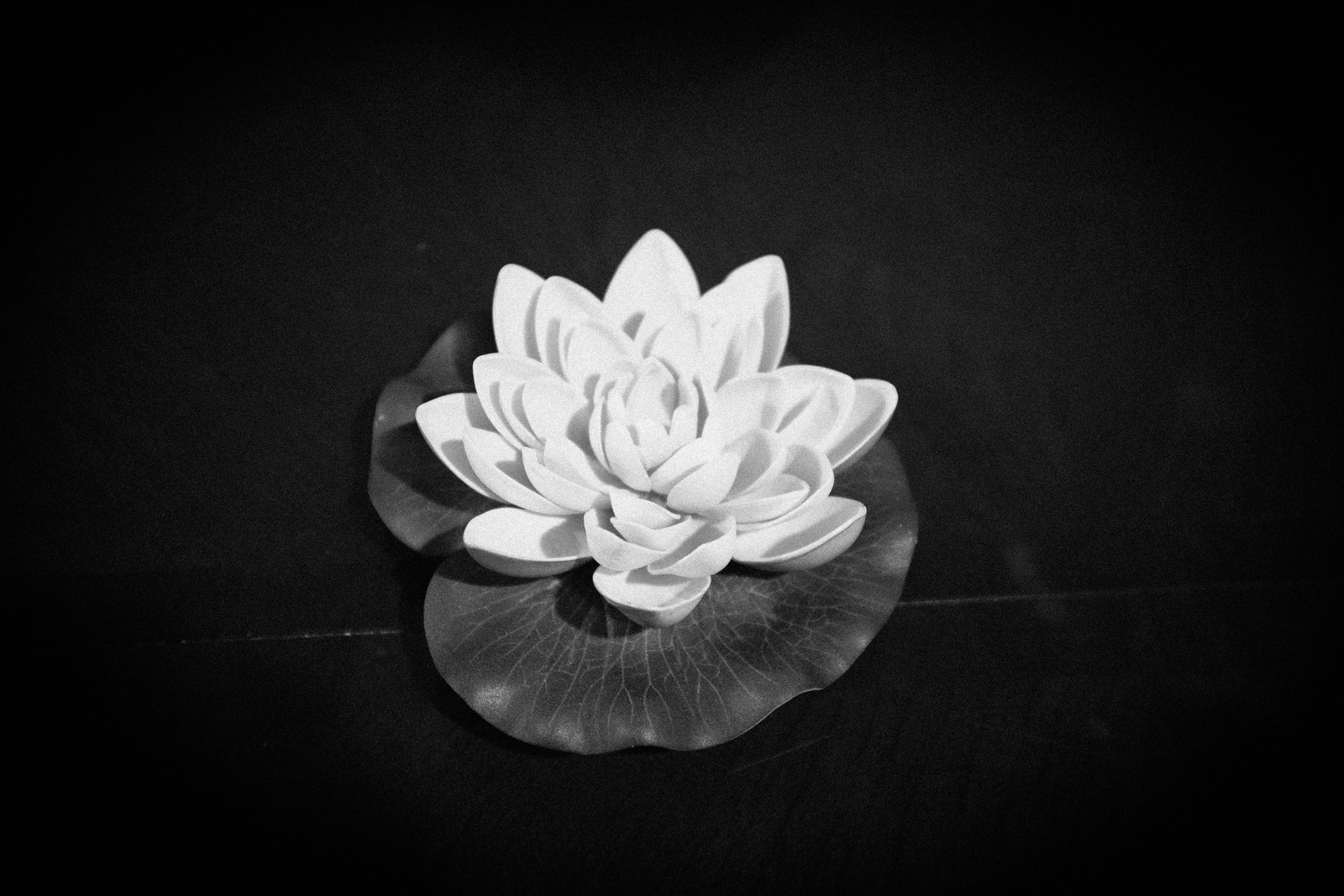 Serene Lotus Blossom